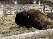 The grand champion bison bull, a Wood cross shown by Shale Creek Bison of Russell, Man., relaxes in its pen at Canadian Western Agribition, unaware that it’s just sold for $10,500 in the national sale.