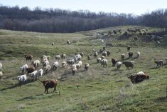Calves in central Manitoba are fitted with nose flaps to ease the weaning process. Stress management after weaning is just as important.