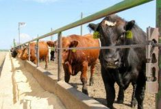 Cows in an Alberta feedlot.
