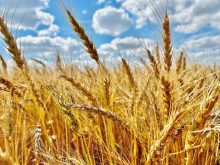 Ripening wheat crop in central Manitoba in early September.