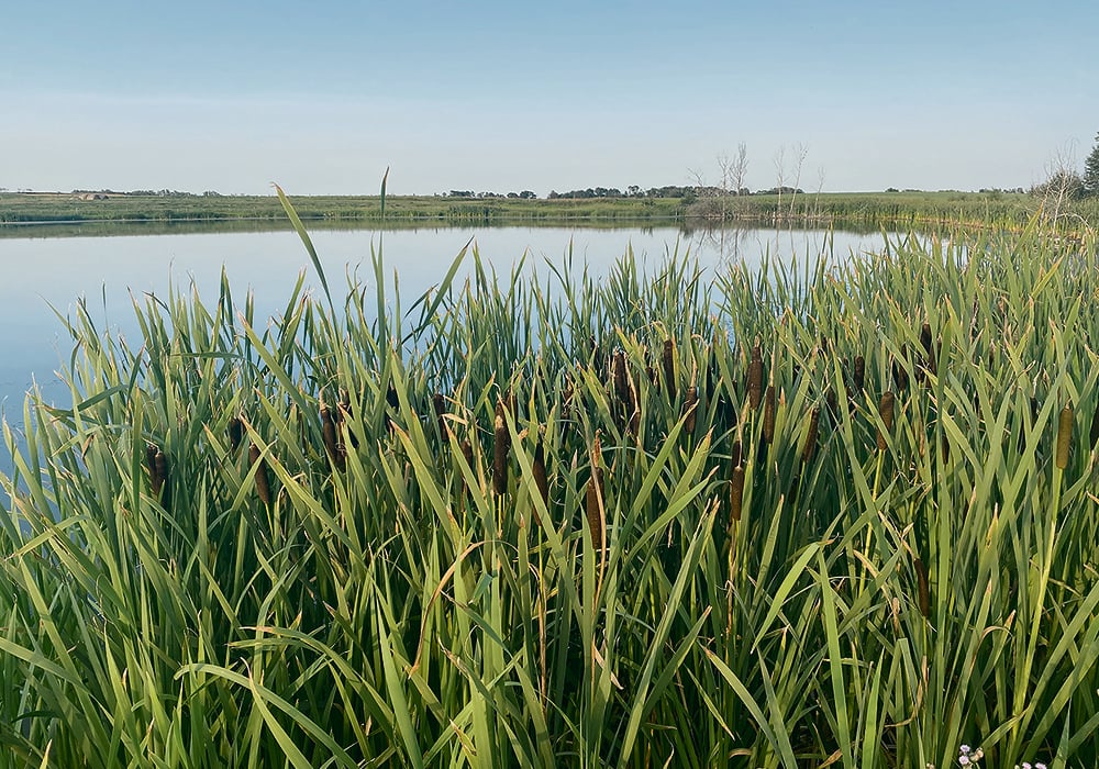 Bayer Crop Science Canada says the Pest Management Regulatory Agency did not exclude water quality data at the request of the crop protection industry.