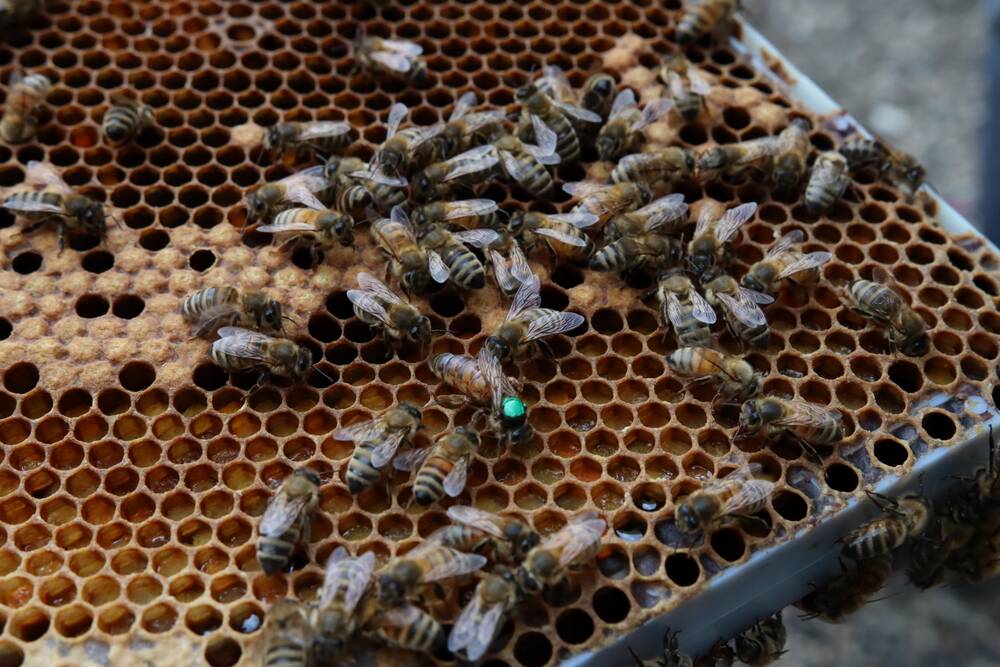U.S. queen bees are allowed in Canada due to perceived lower risk, but some in the sector would like trade extended to bulk packaged bees. 