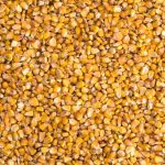 Corn bids and offers have lately been far apart, with bids generally a dollar or more below the C$12 per bushel Ontario farmers would like to see. Photo: iStock/Getty Images
