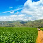 A soybean plantation in Brazil. (MailsonPignata/iStock/Getty Images)

