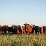 The changing face of veterinary medicine and beef production