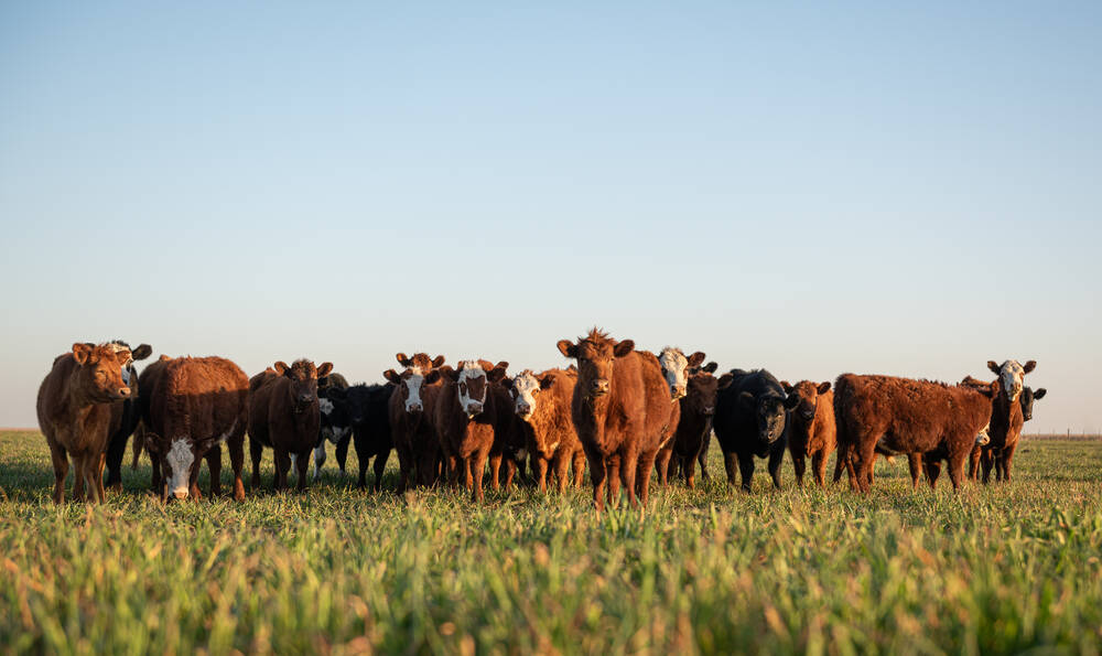 The changing face of veterinary medicine and beef production