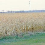 Canada could rescue U.S. corn markets