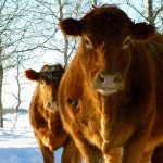 Weight classes determine price changes at Manitoba cattle markets