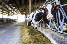 COMMENT: Bovaer is added to cow feed to reduce methane emissions. Does it get into milk and meat? Is it harmful for humans?