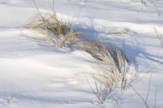 Winter cold doesn’t stop all fertilizer emissions, new research shows