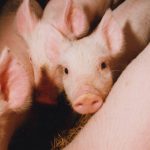 Young piglets benefit from having room to play and objects to chew, according to new research. 