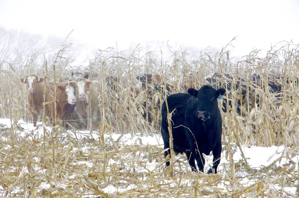 Cattle corn graze near Brandon in January 2024.