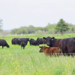Cattle enjoyed lush pastures and lush prices in 2024. 