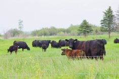Cattle enjoyed lush pastures and lush prices in 2024.
