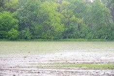 Heavy rain soaks a field in southern Manitoba June 12, 2024, one of many rain events that hindered seeding and spraying operations.