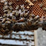 Manitoba honey harvest disappoints