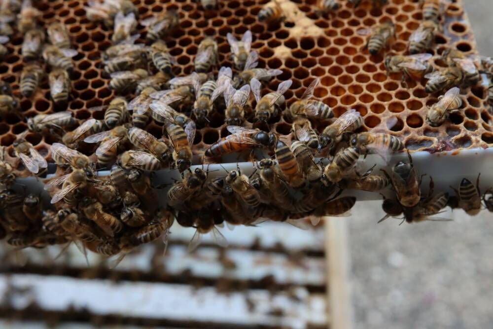 Manitoba honey harvest disappoints