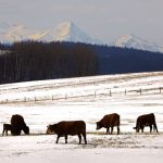 (Photo courtesy Canada Beef Inc.)
