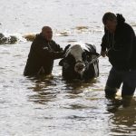 Farmers and community members help to rescue stranded cattle from a farm at Abbotsford, B.C. on Nov. 16, 2021, after rainstorms caused flooding and landslides in the area. (Photo: Reuters/Jesse Winter)