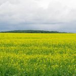 Canola market equilibrium is fragile