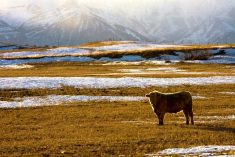 Questions surround 2024 cattle market