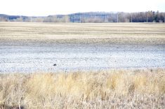 Visible salinity symptoms can be seen in a field in southwestern Manitoba in spring 2024. 