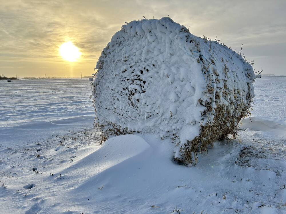 A straw bale stands in the middle of a field, surrounded by drifts and blowing snow in December 2024. 