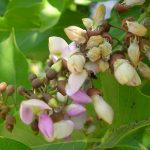 Pongamia pinnata. Photo: University of Florida
