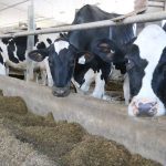 Dairy has been among the sectors pushing hard for Bill C-282. 