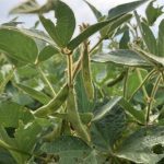 South American soybean crop too big to fail