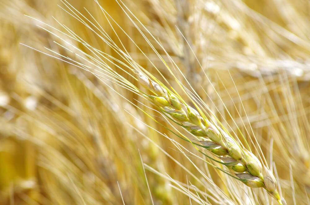 Humic acid has been marketed as a soil additive to boost crop productivity.
