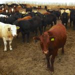 (Photo courtesy Canada Beef Inc.)
