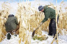 Intercropping corn for better shoulder season grazing