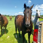 Ollie (the grey horse) seen here with several other of his equine pals.