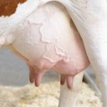 What’s up with those extra teats?