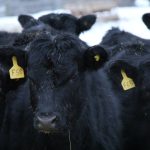 Strong January beef prices bring optimism in Manitoba