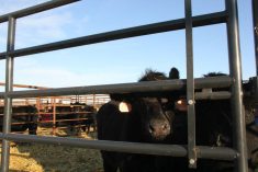 Cattle peer out of the pens at an Alberta auction mart as they wait for their turn in the sales ring.