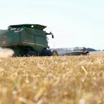 Know your wheat yield components for a better crop