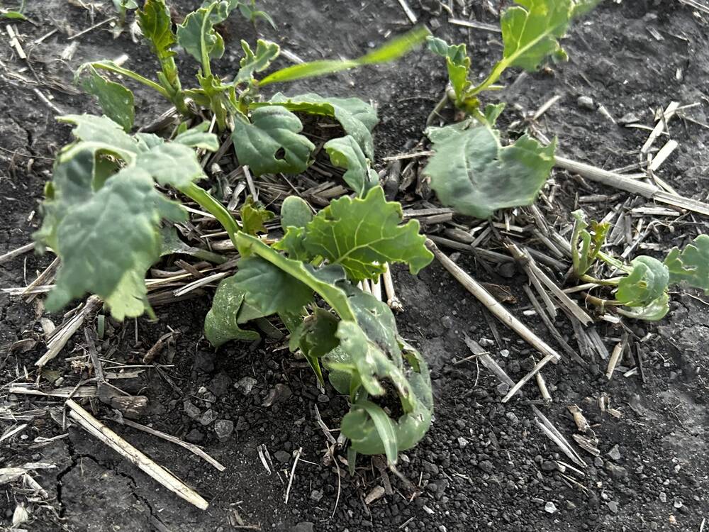 New crop insurance offices to open for Shoal Lake, Virden