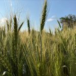 Hot sun beats down on a winter wheat crop in central Saskatchewan. 