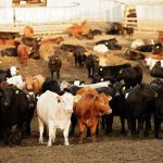 (Photo courtesy Canada Beef Inc.)
