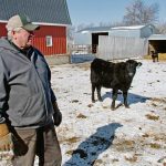Bill Campbell was a passionate advocate for Limousin cattle, serving the provincial and national organizations.