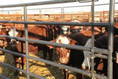 a group of cattle in a feedlot