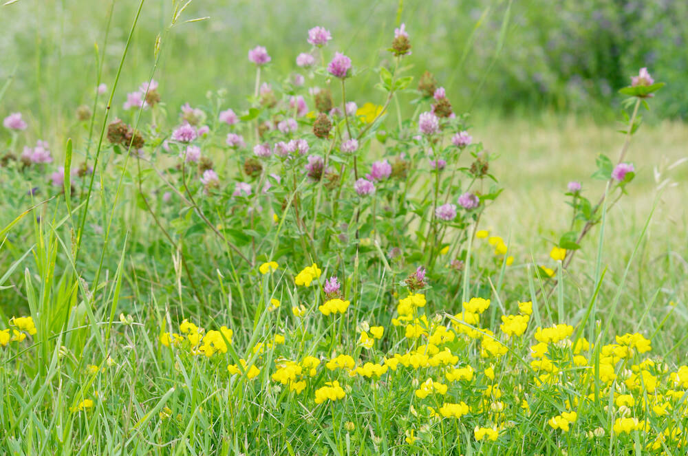 Cover and birdsfoot trefoil bloom at the edge of a hay field in central Manitoba. PHOTO: ALEXIS STOCKFORD