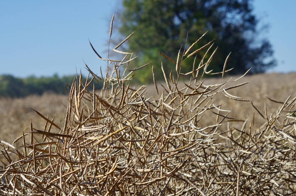 Canola stands in a field in central Manitoba prior to harvest.