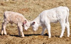 Young calves play on a farm in central Manitoba. 