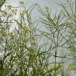 Canola plants in bloom photographed from below looking up to a gray sky.