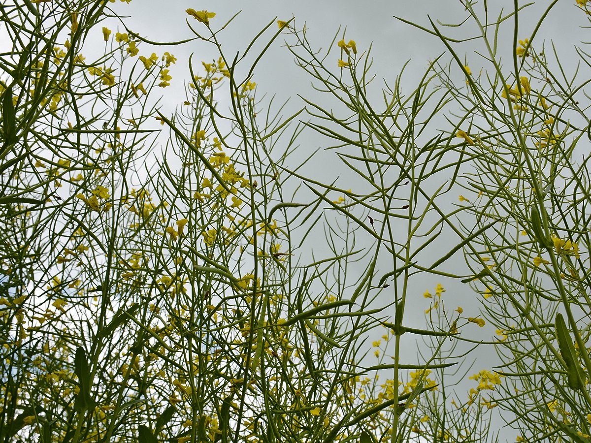 Canola plants in bloom photographed from below looking up to a gray sky.