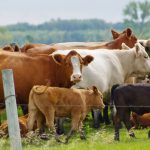 Treating lameness on cow-calf operations will have a lot to do with what caused the lameness.
