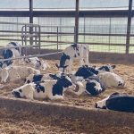 Although it’s not as practical on farms, grouping calves before weaning can reduce the number of stressors on them, as they’re being introduced to grain. 
